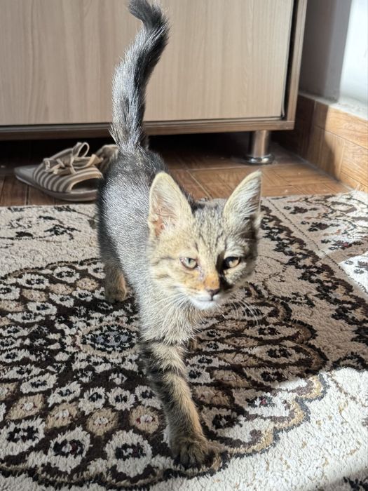 Котенок 3 месяцев