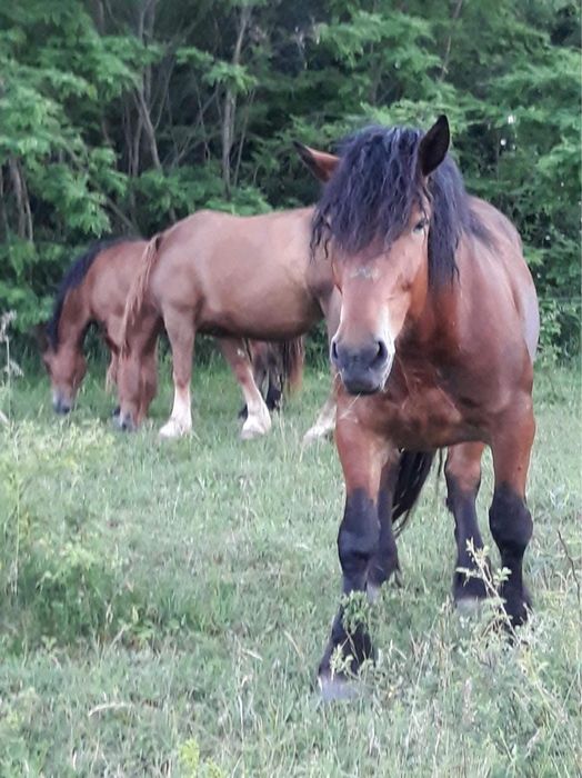 Vand manz de 1 an si 4 luni sau schimb cu variante auto