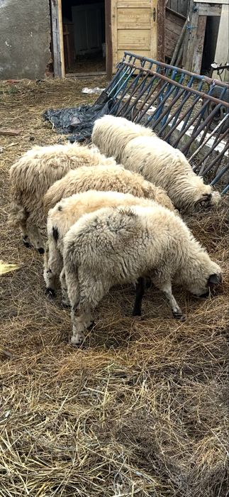 De vanzare 5 milute si un berbecut din anul 2025 fara defecte