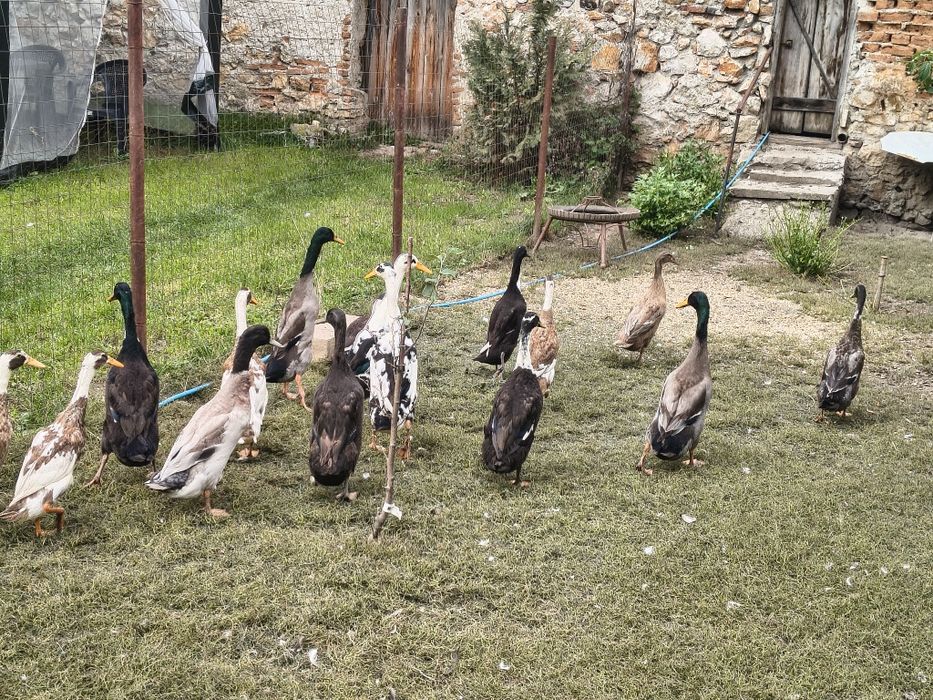 Vând sau schimb 3  rățoi indieni alergători și 3 cocosi australorp