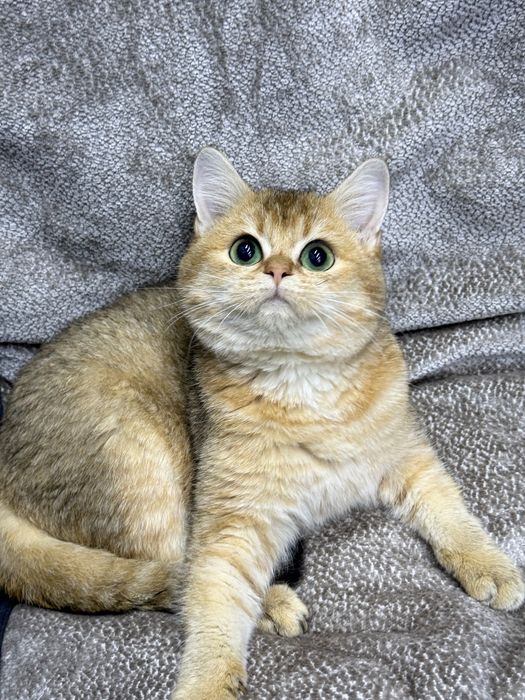 Шотландская золотая шиншилла