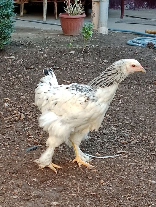 Хуроз Петух сотилади