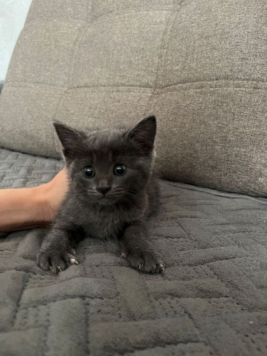 Отдам котят  в добрые руки