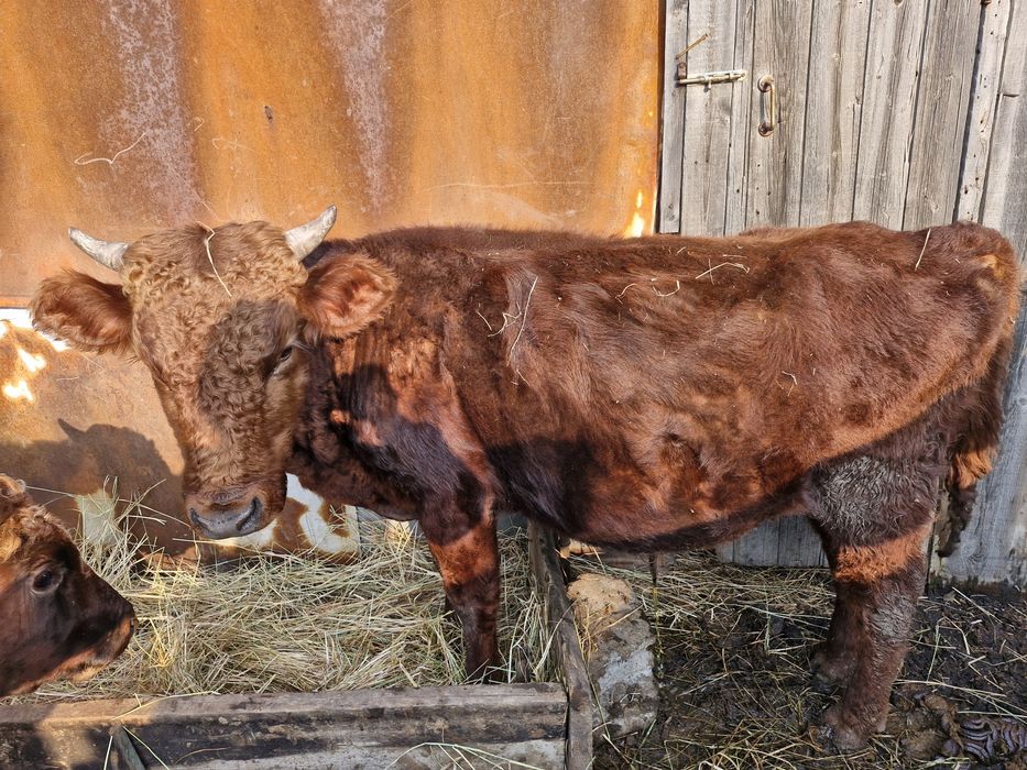 Тайынша сатылады.