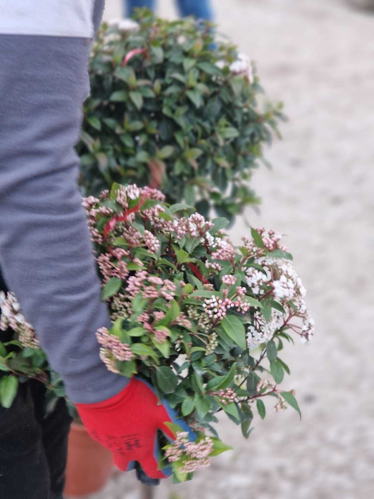 Verde viu tot anul – plante ornamentale pentru toate sezoanele