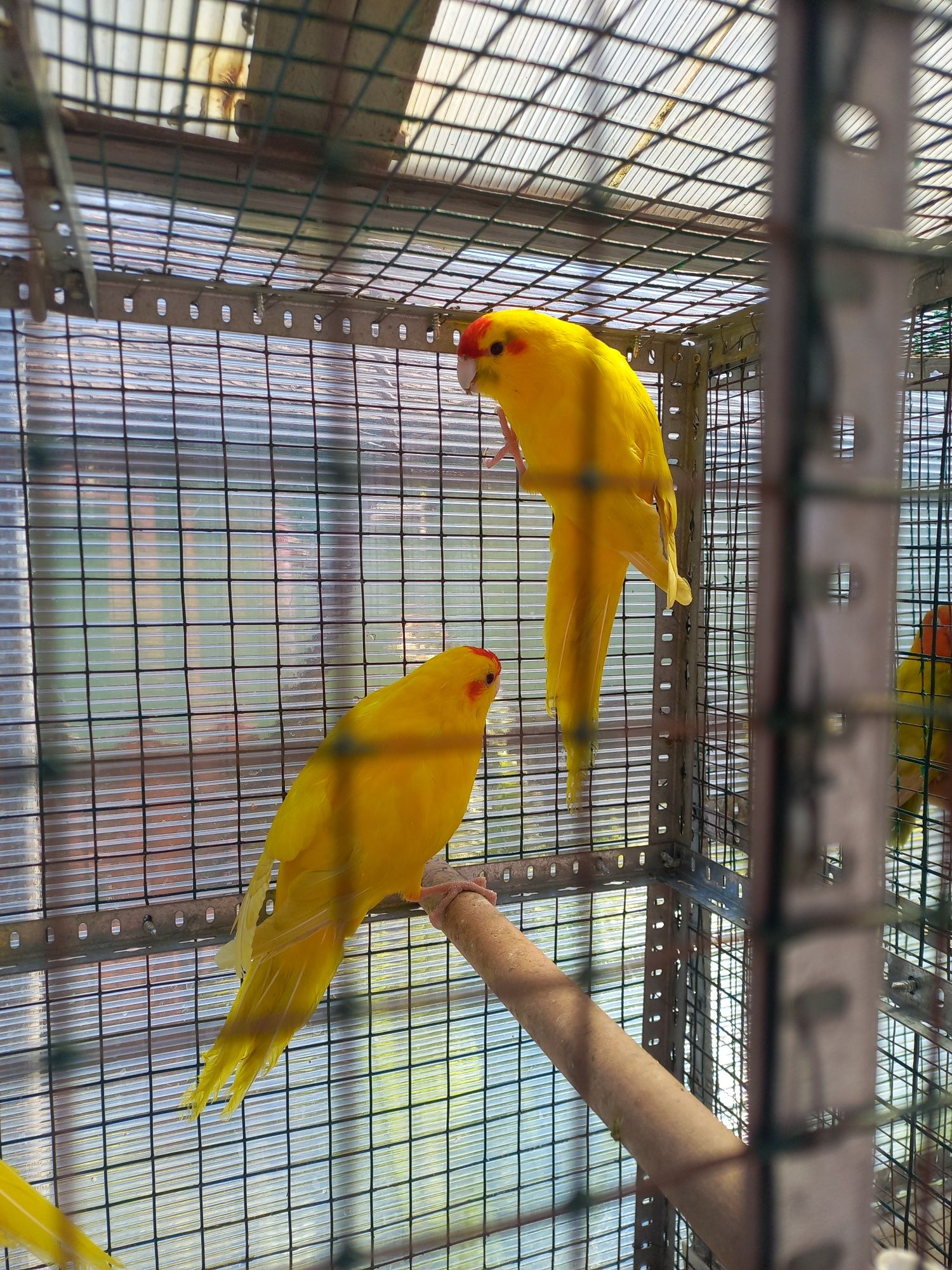 Papagali kakariki