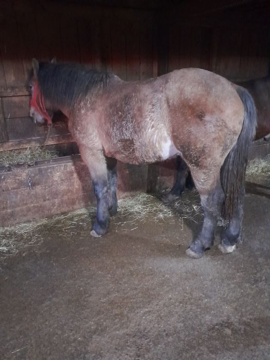 Vând mânz semi greu