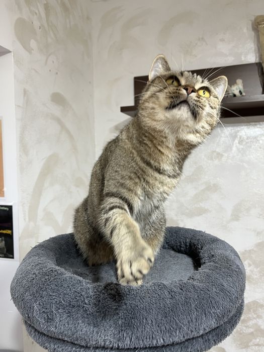British shorthair cu pedigree