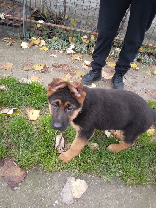 Femela ciobanesc german