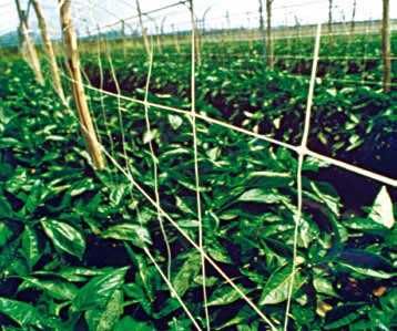 Plasa pentru castraveti si alte plante cataratoare. 1,7m