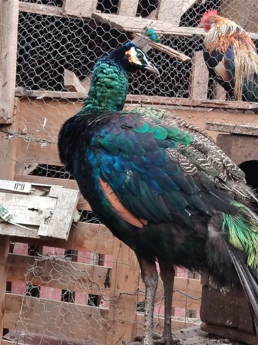 Vând păun spalding