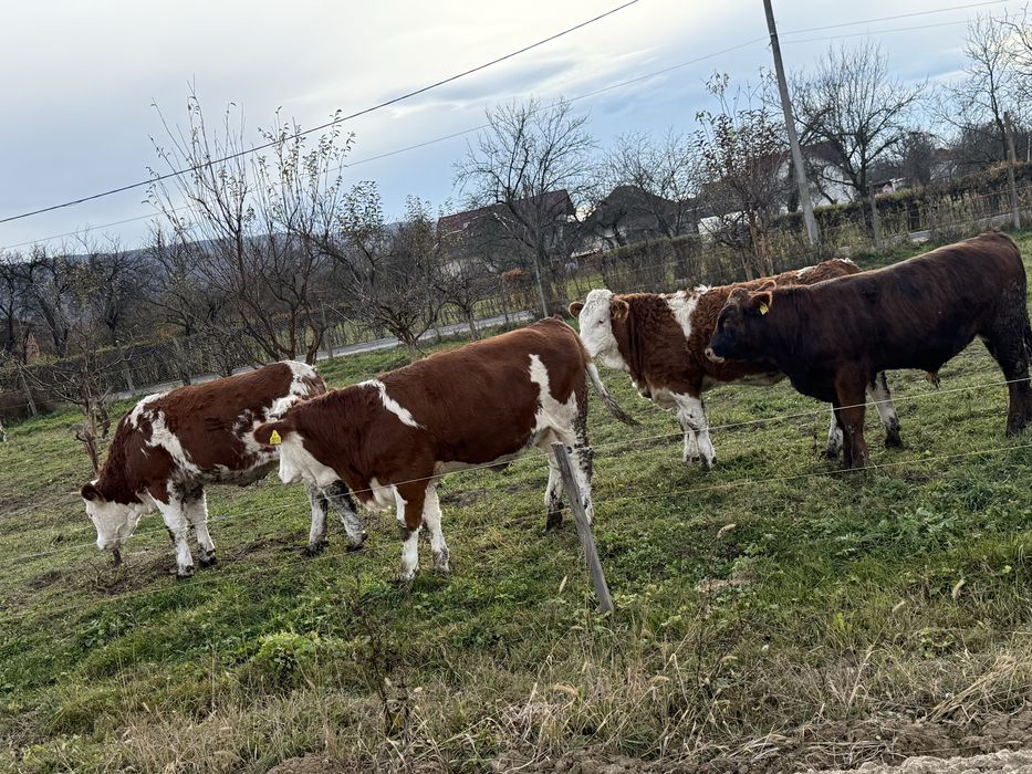 Vand 3 vițele si un vițel