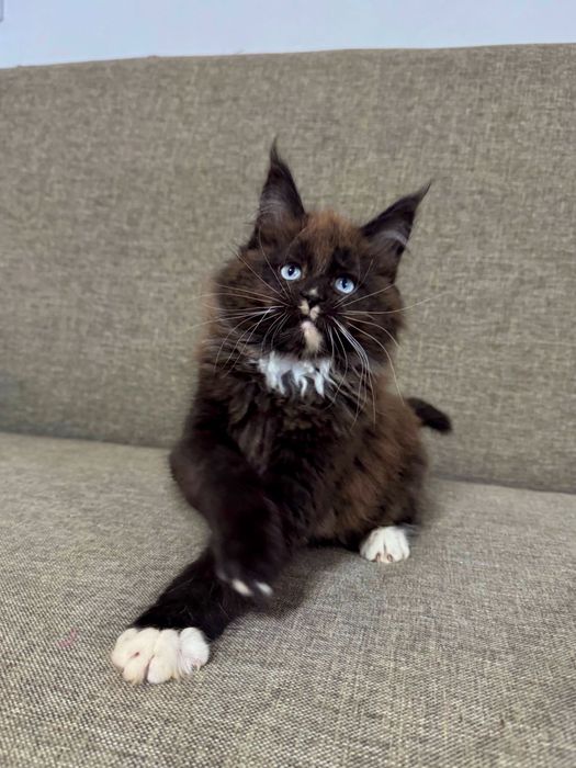 Pisicuta Maine Coon Felisa Autorizata