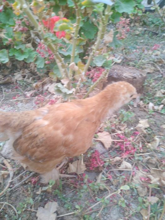 Брамма жужалар сотилади