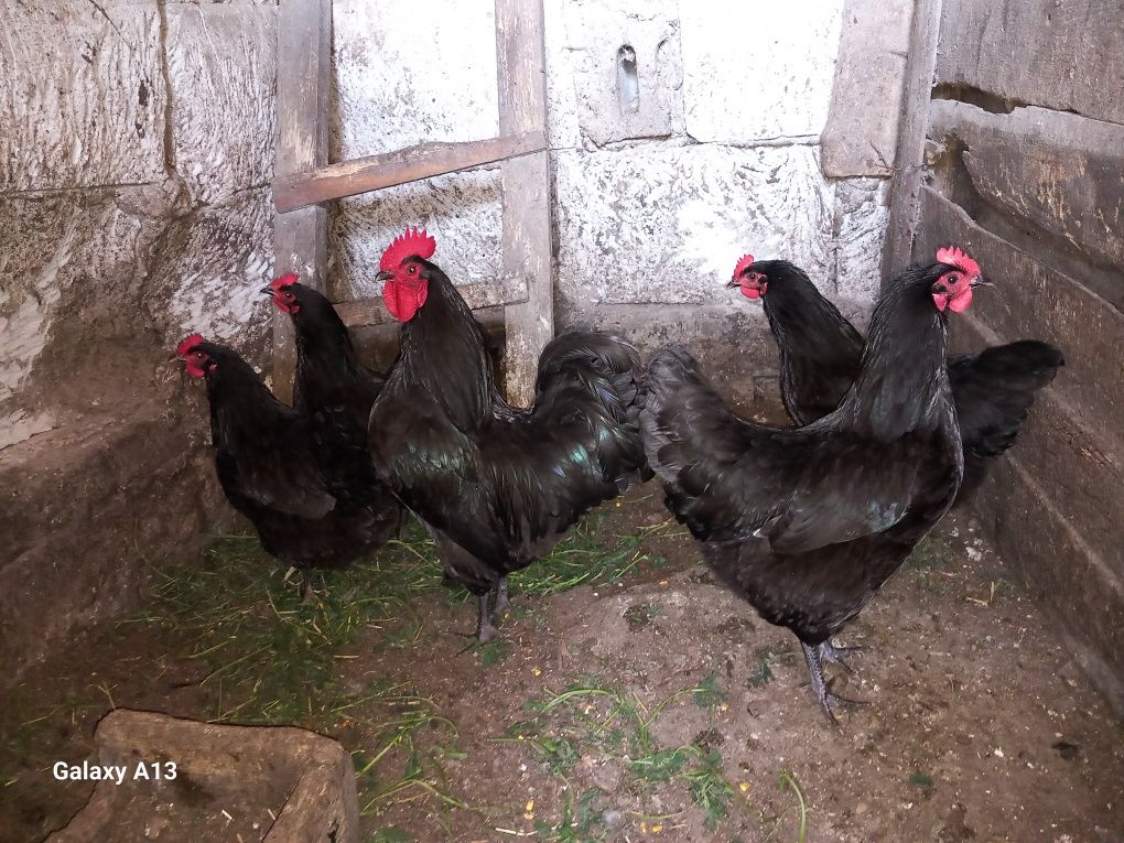 Găini australorp negru