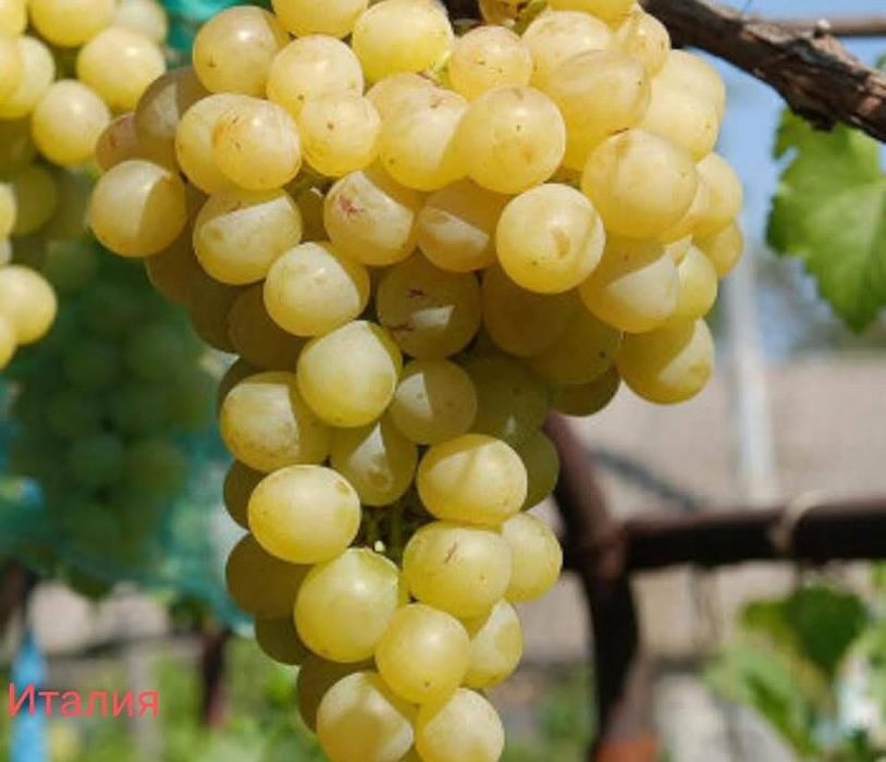 Лозов посадъчен материал и овощен посадъчен материал