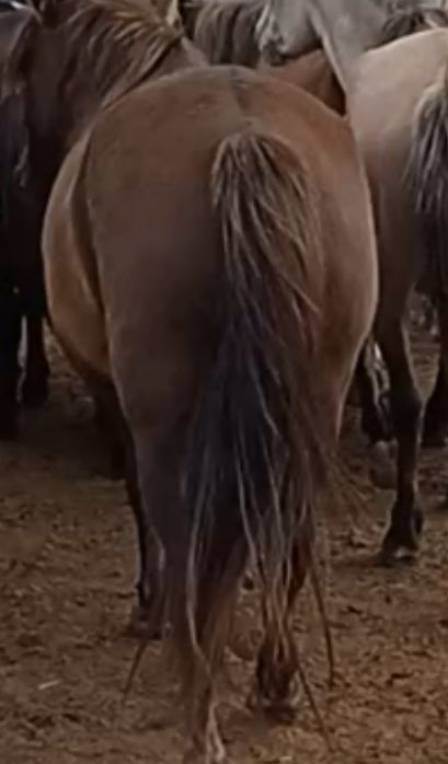 Продам жирную кобылу.