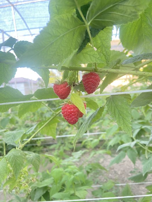 Malina mevasi svejiy