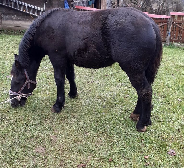 Vand mânză de 6 luni