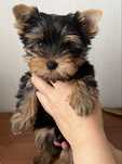 Baietel yorkshire terrier vaccinat