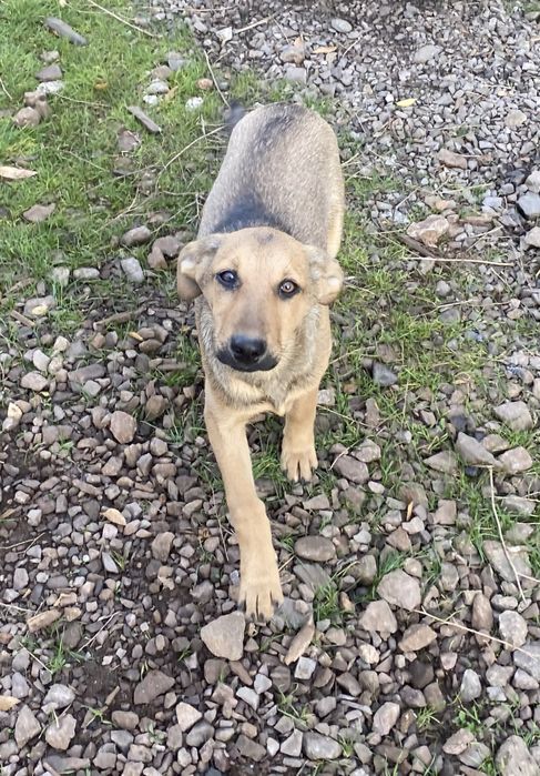 Отдам щенка 5 мес, ПРИВИТ, мальчик, будет размером до колена привезем