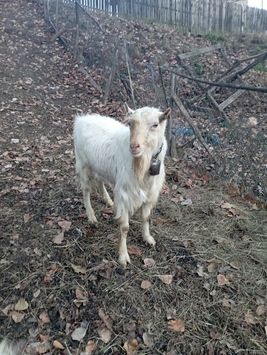 Animale și păsări