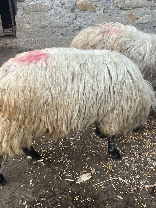 Vand un noatin si 3 mielute