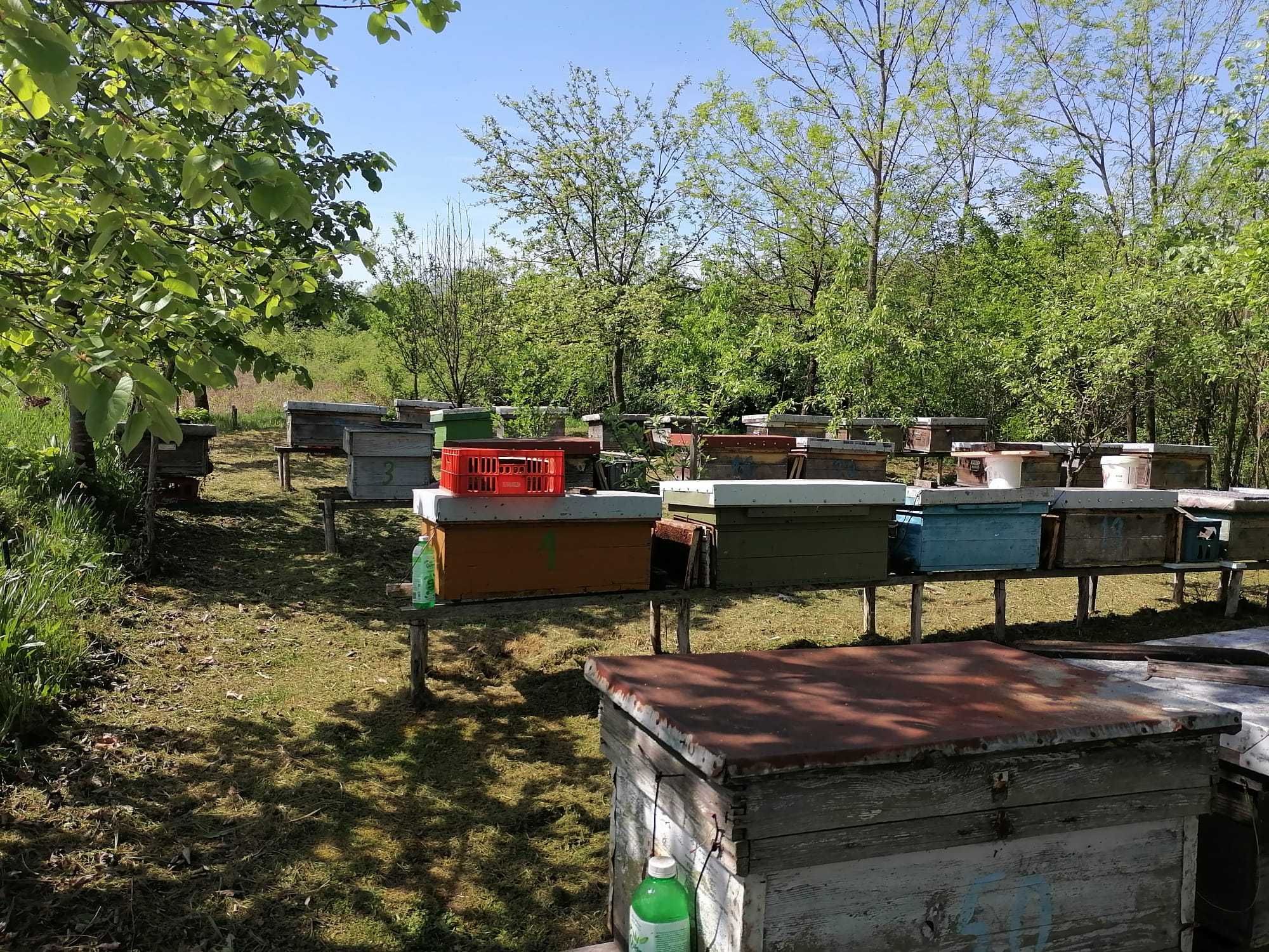 Vand albine 40 lei rama cu albine. Avem pe stoc 20 de familii
