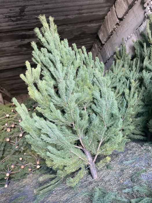 Принимаем заказы на новогодние елки сосна  оптом документы доставка