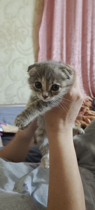Отдам  вислоухого котенка