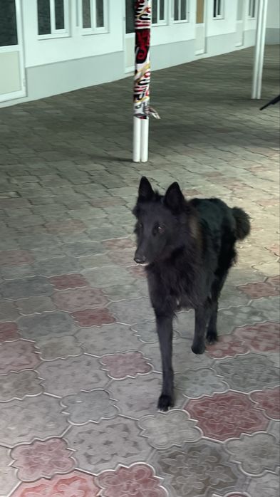 Продается собака породистая кому интересно