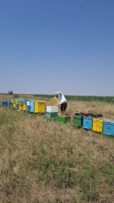 Miere De Albine Naturala
