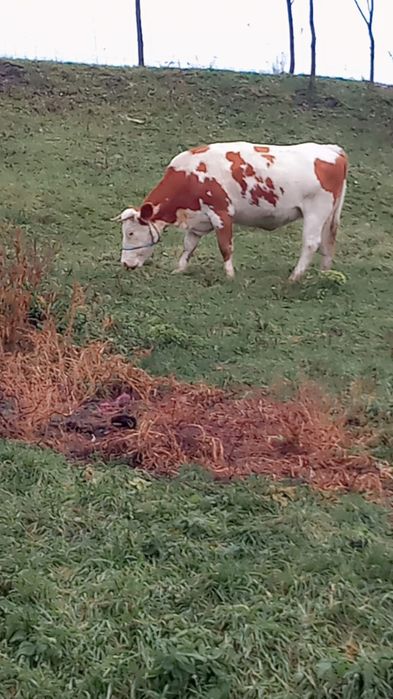 De vânzare o vacă la a doua fătare gestantă în 8 luni foarte frumoasa
