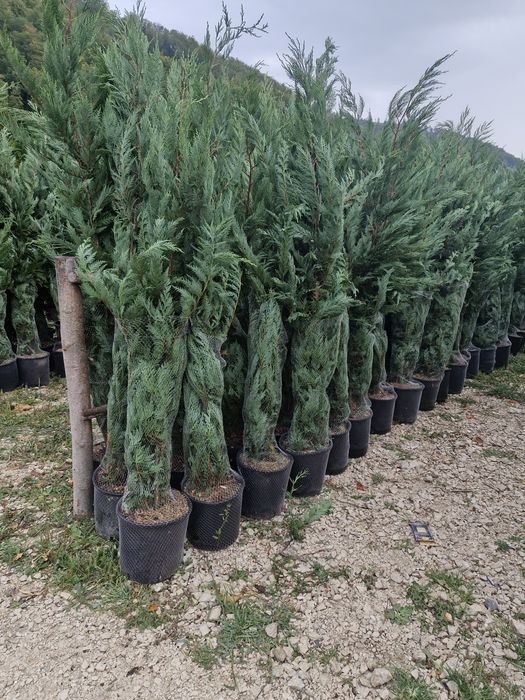 Tuia leylandii super oferta gazon rulou sport