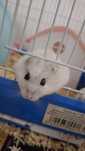 Vând hamsteri mascul si femela