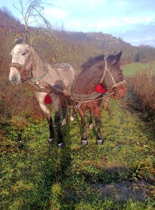 Vând manza 3 ani neagra