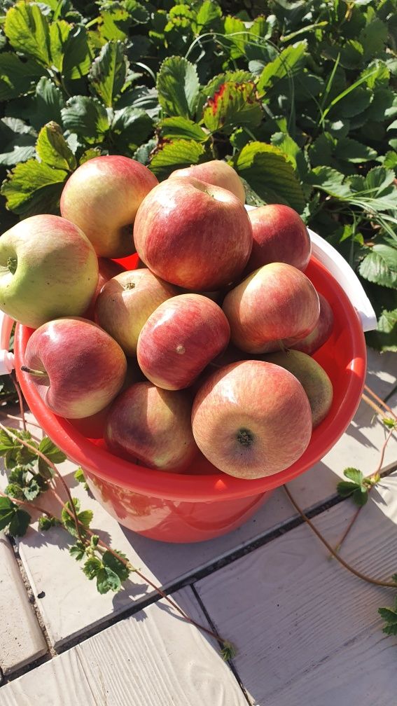 Продам яблоки свежие