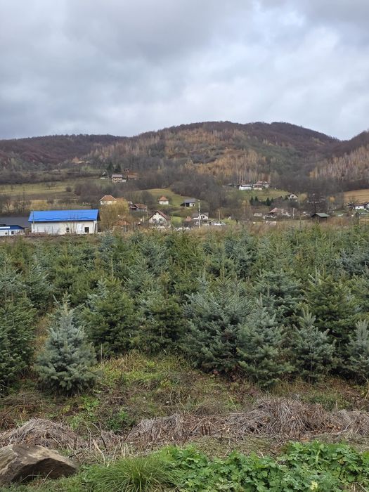 Brazi Argintii si Verzi