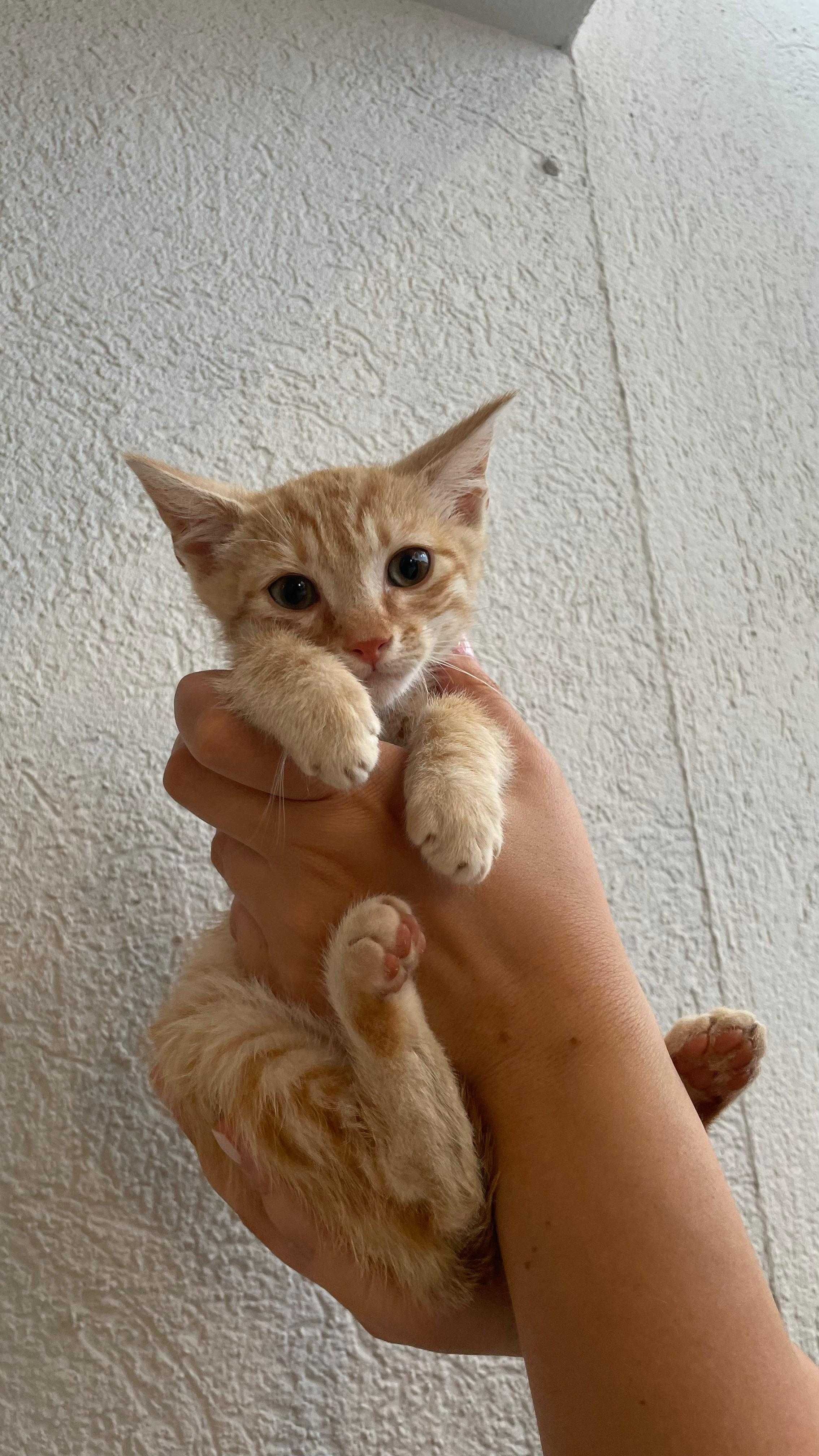 Motanel portocaliu 7 saptamani pt adoptie