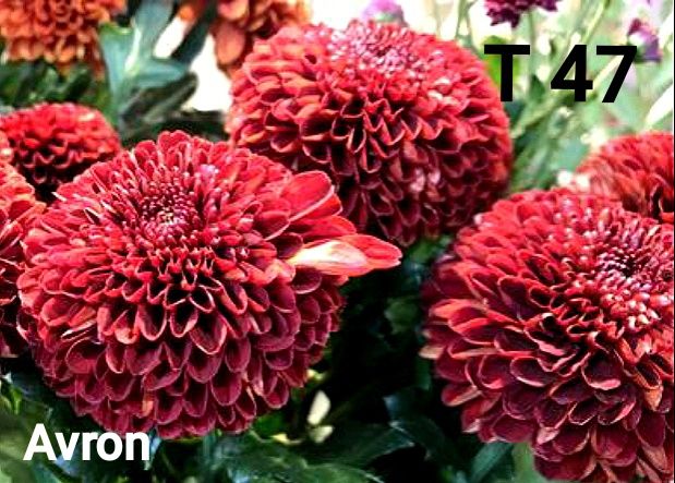 Хризантеми -7лв.бр.