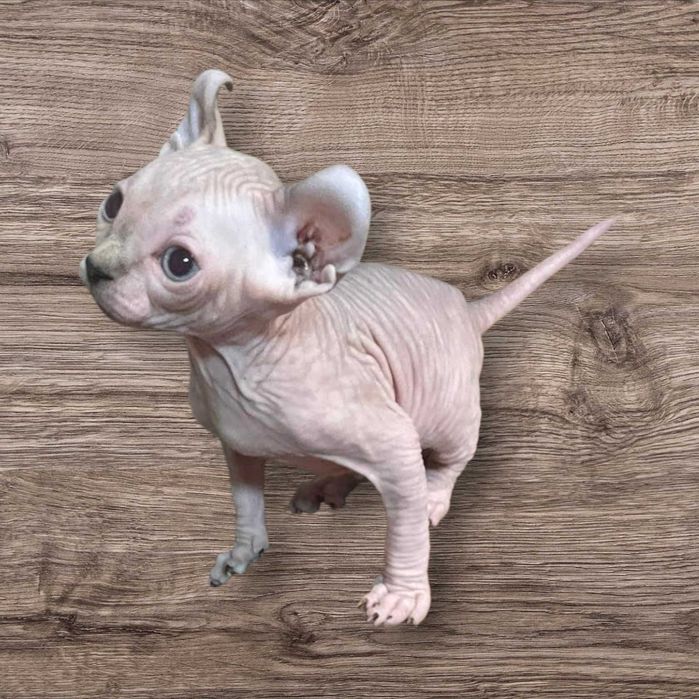 Канадски сфинкс и елф