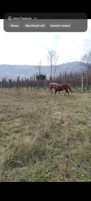 Vând ponei armăsar de 7 ani