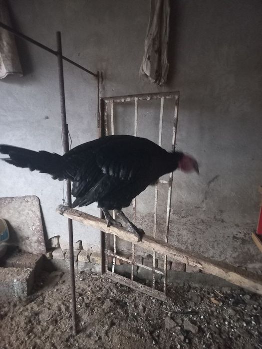 Индук 1.5г  7 кг