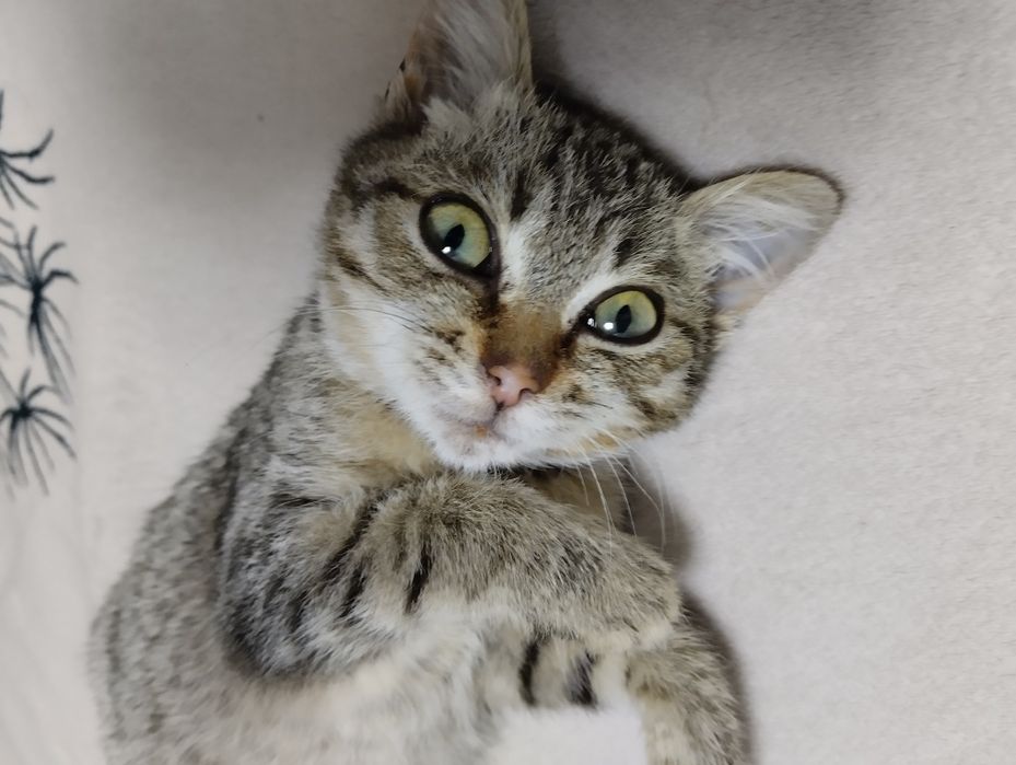 Отдам красивого котика