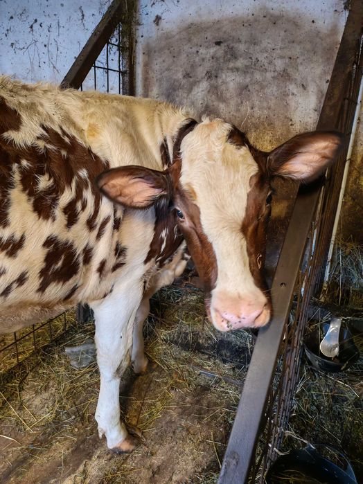 Vând vițică rasă lapte