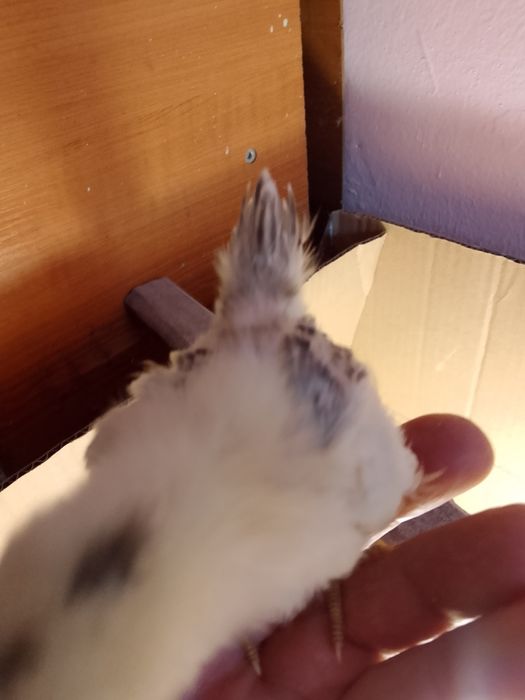 Pui, oua și găini Serama
