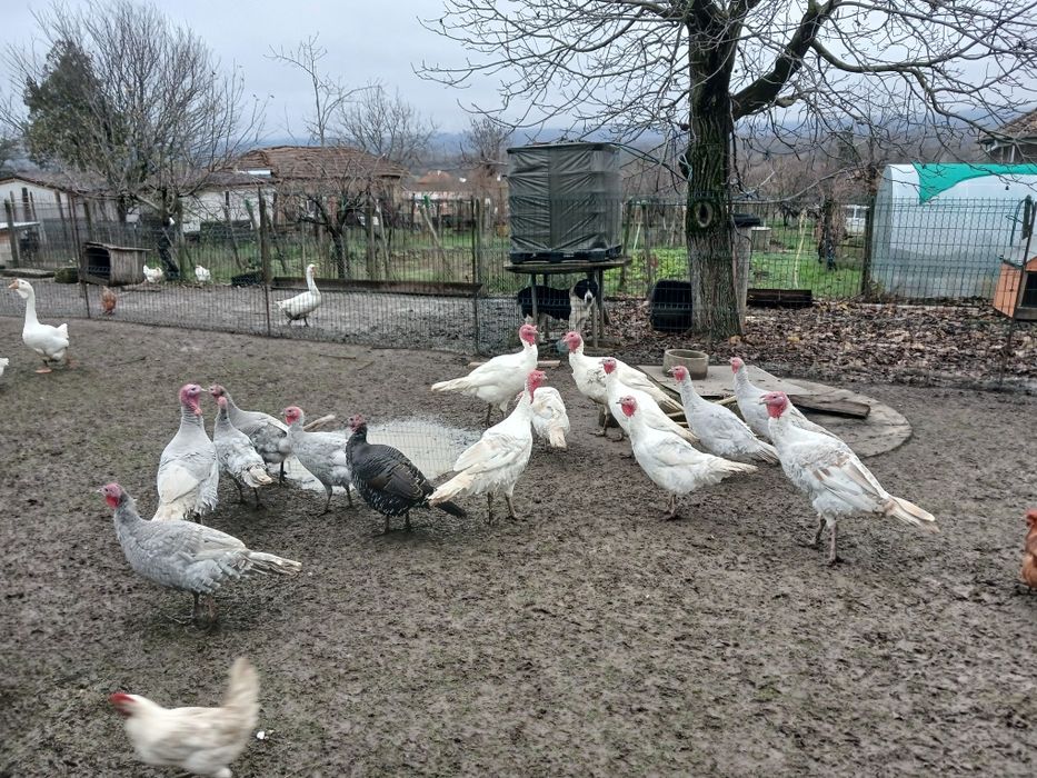 Пуйки,  свободно отглеждани