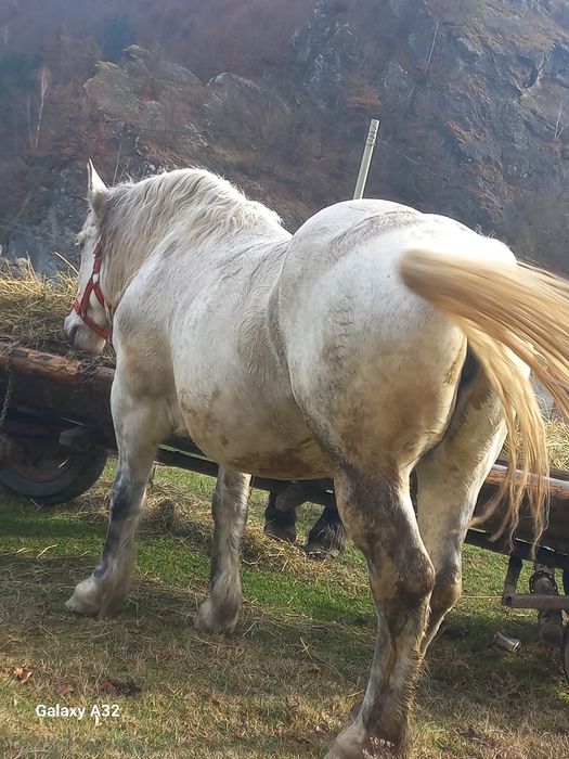 Vând iapa de 7 ani, gestanta în 7 luni