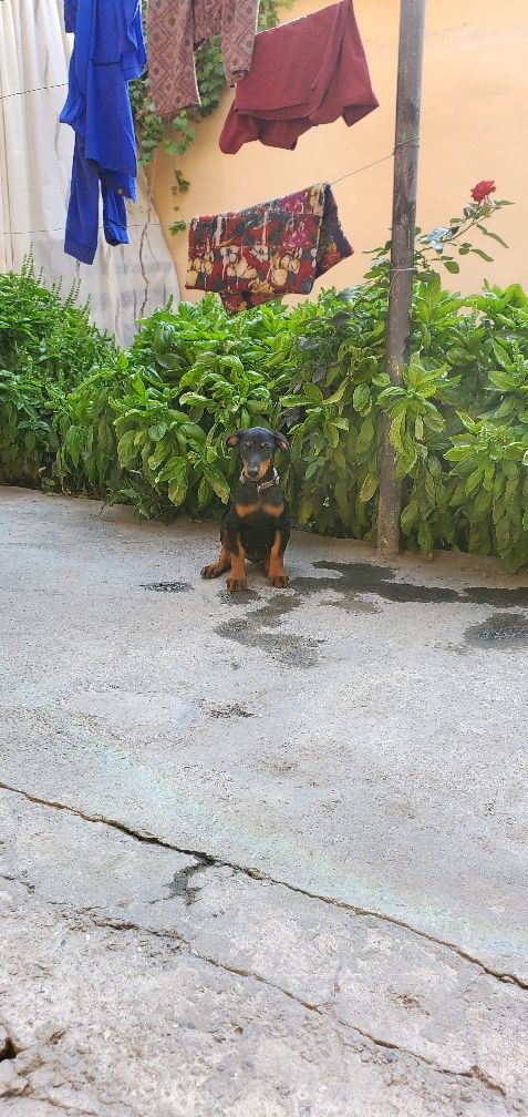 Doberman kuchuk 2,5 oylik qiz