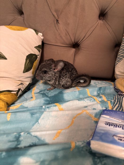 Chinchilla pui si adult